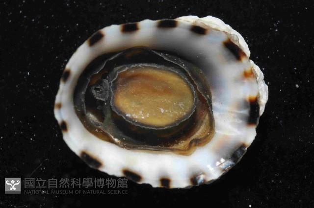 未知種蓮花青螺藏品圖，第4張