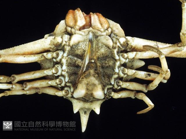 泡粒長螯蟹藏品圖，第4張