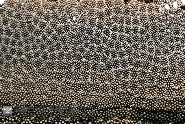 砂海星藏品圖，第4張