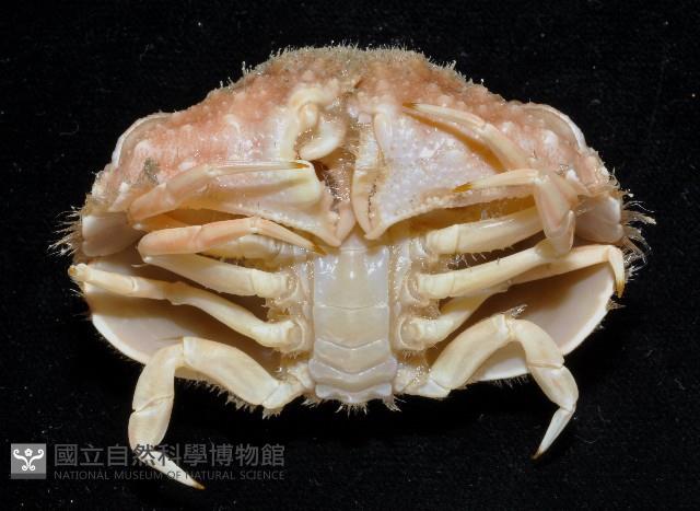 肝葉饅頭蟹藏品圖，第4張