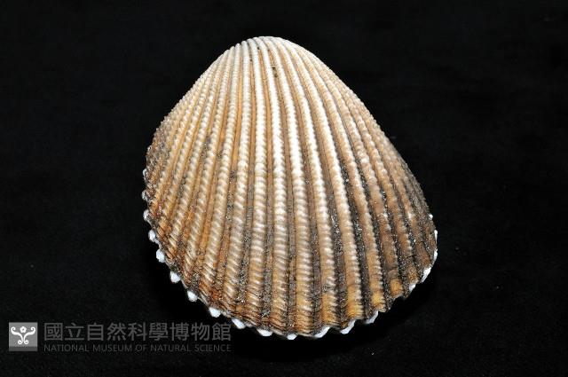 南洋鳥尾蛤藏品圖，第4張