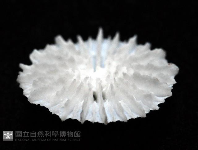 皇家冠杯珊瑚藏品圖，第4張