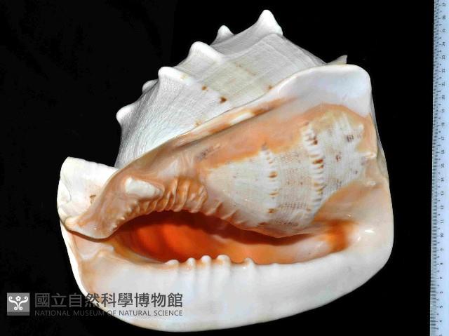 唐冠螺藏品圖，第4張