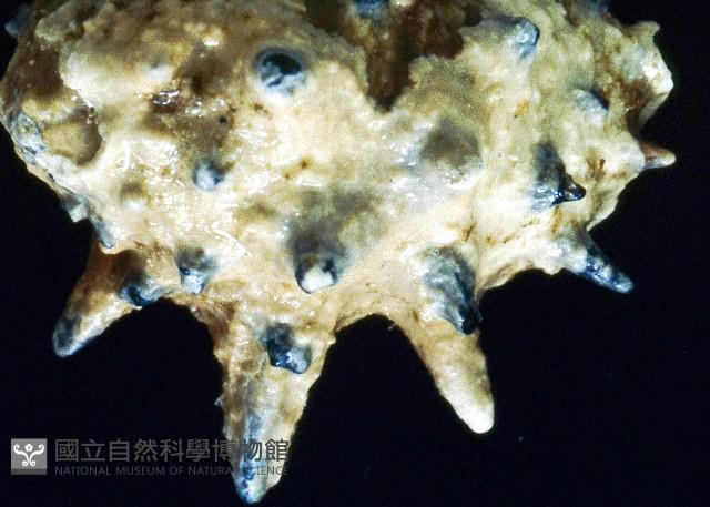黃齒岩螺藏品圖，第4張