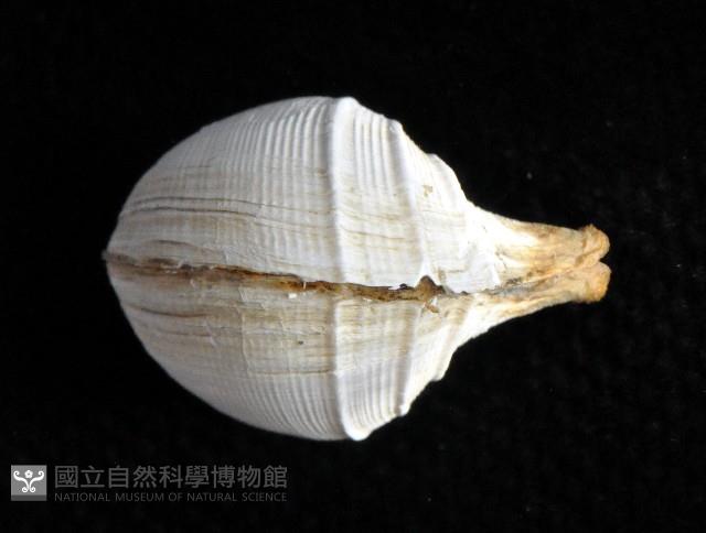 寶島杓蛤藏品圖，第4張
