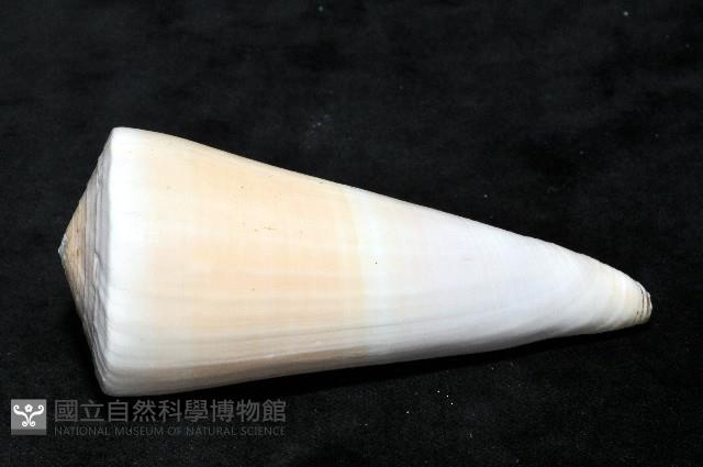 胭脂芋螺藏品圖，第4張