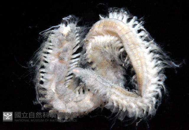 未知種多鱗蟲藏品圖，第4張