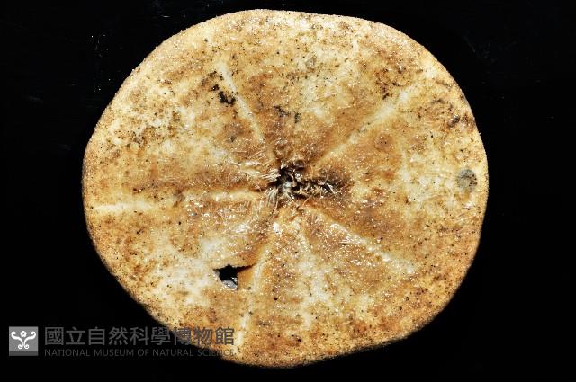 綠楯海膽藏品圖，第4張