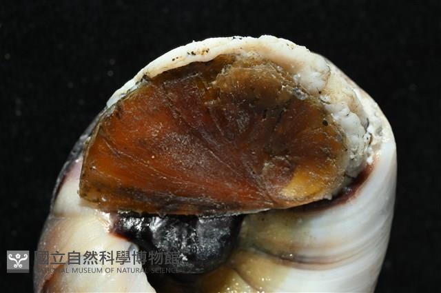 大玉螺藏品圖，第4張