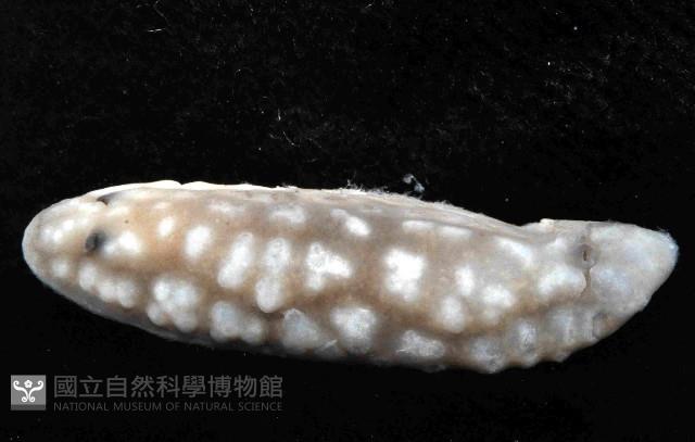 丘凸小葉海蛞蝓藏品圖，第4張