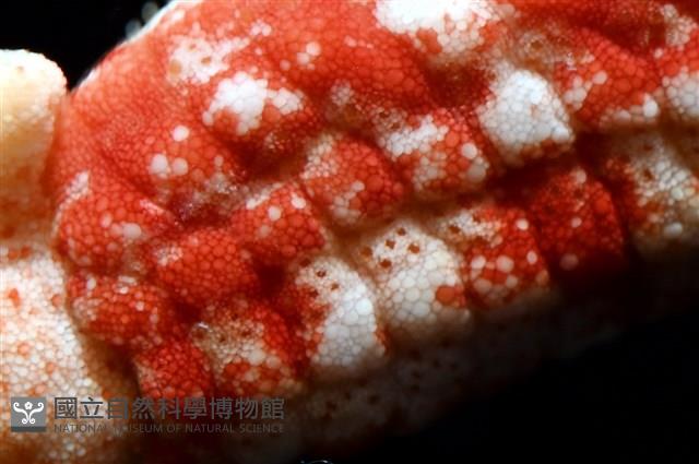 少篩蛇海星藏品圖，第4張