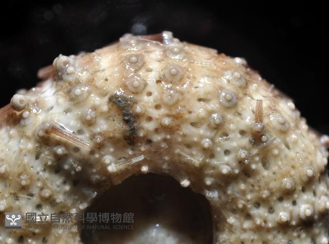 芮氏刻肋海膽藏品圖，第4張