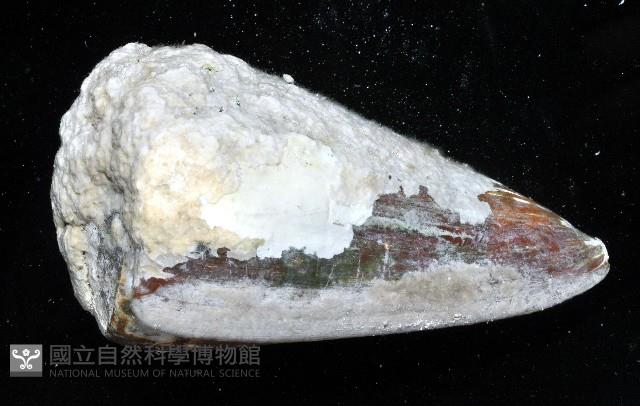 密碼芋螺藏品圖，第4張