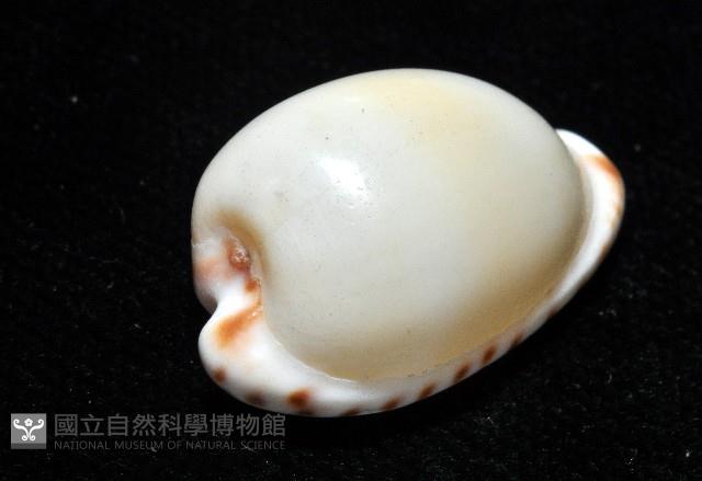 小無齒寶螺藏品圖，第4張
