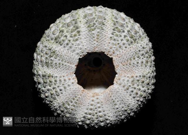 紫海膽藏品圖，第4張