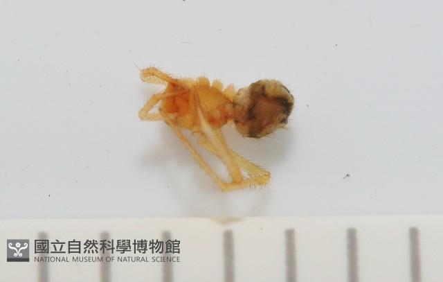 臺灣奈斯蛛藏品圖，第4張