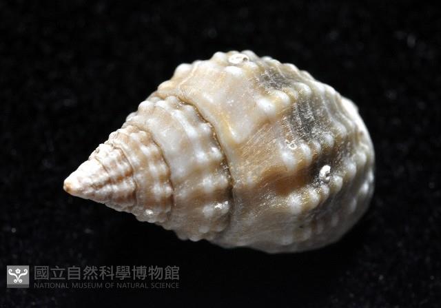 果粒織紋螺藏品圖，第4張