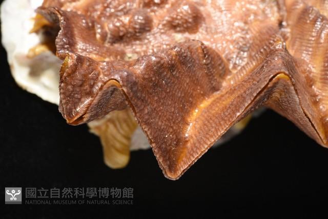 鋸齒牡蠣藏品圖，第4張