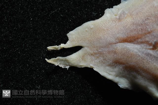 叉尾烏賊藏品圖，第4張