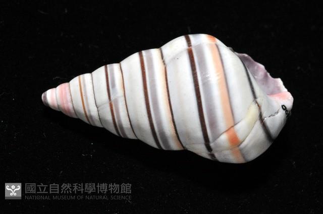 彩虹蝸牛藏品圖，第4張