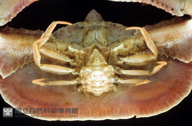 環狀(圓拱)隱足蟹藏品圖，第4張