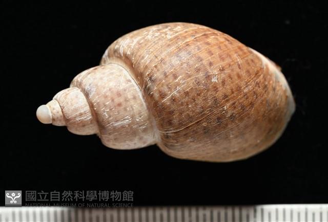 南非鳳螺藏品圖，第4張