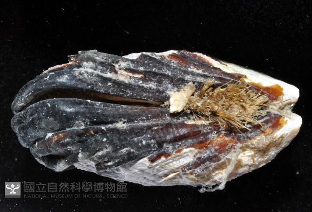 紫孔雀殼菜蛤藏品圖，第4張