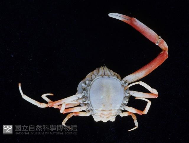 象牙長螯蟹藏品圖，第4張