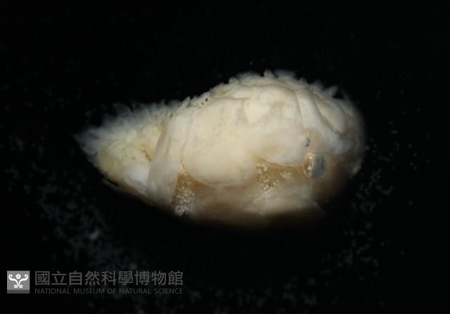 未知種鰓虱藏品圖，第4張