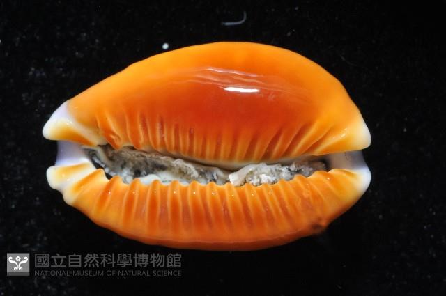 紅花寶螺藏品圖，第4張
