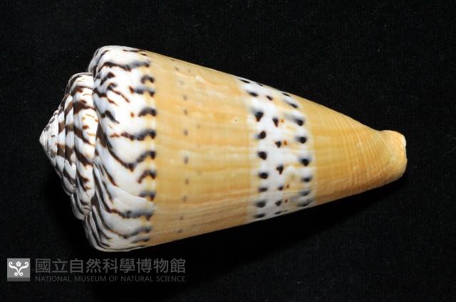 鼬鼠芋螺藏品圖，第4張
