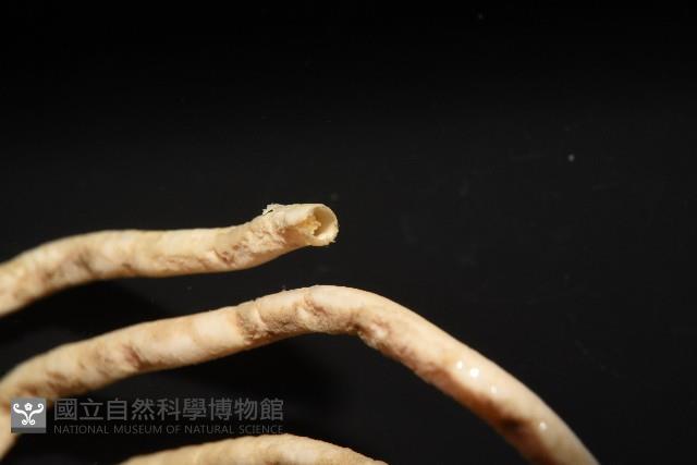 未知種多毛類藏品圖，第4張