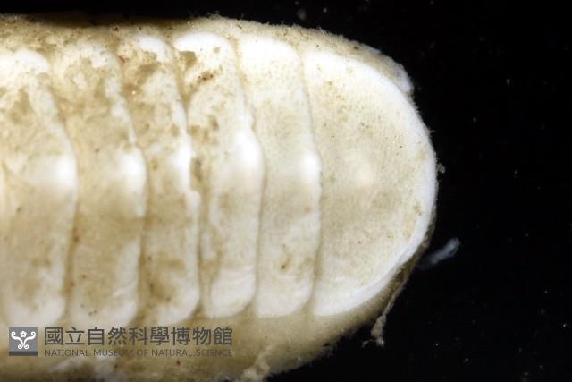 未知種深海石鱉藏品圖，第4張