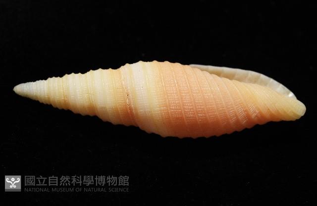 環肋筆螺藏品圖，第4張