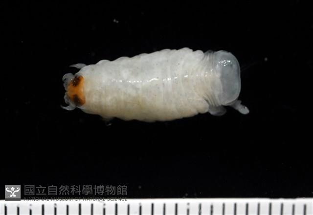 未知種縮頭水虱藏品圖，第4張