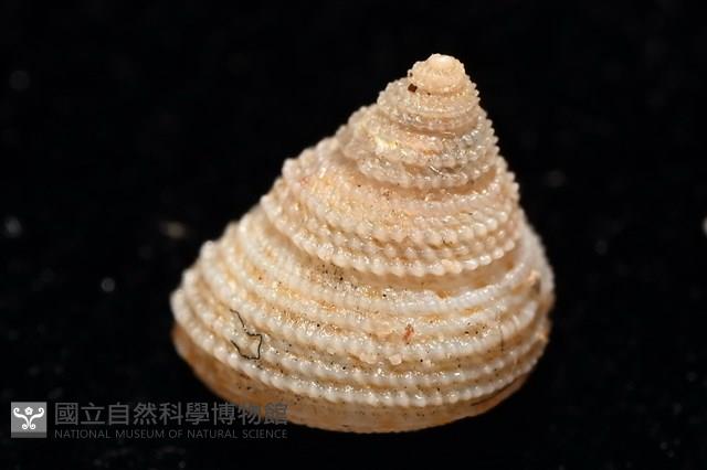 千島國鐘螺藏品圖，第4張