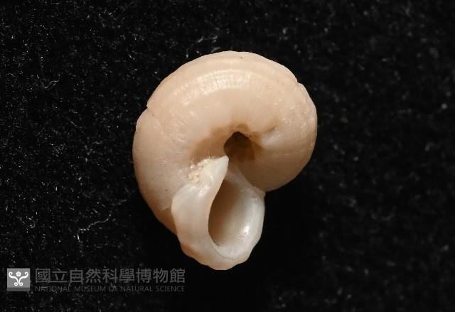 東海花冠螺藏品圖，第4張