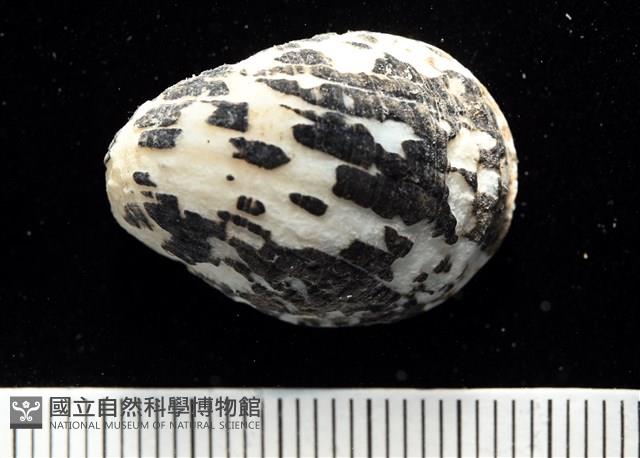 漁舟蜑螺藏品圖，第4張