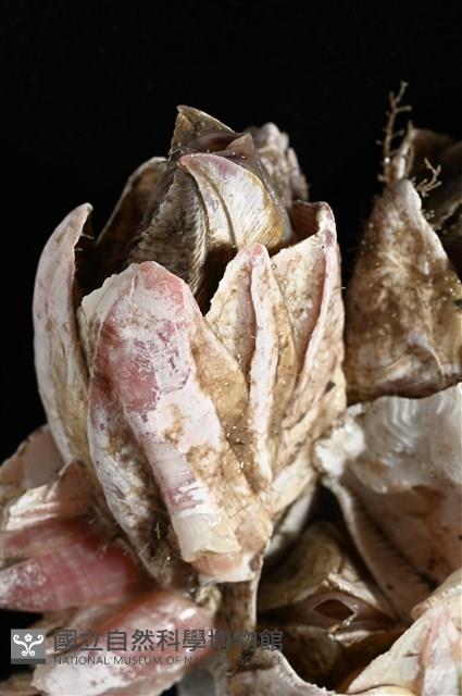薄殼藤壺藏品圖，第4張