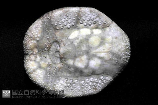 扁仙壺海膽藏品圖，第4張