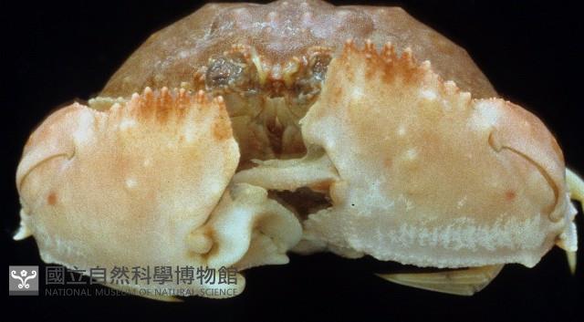 卷折饅頭蟹藏品圖，第4張