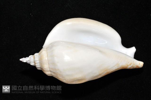 圓袖鳳凰螺藏品圖，第4張