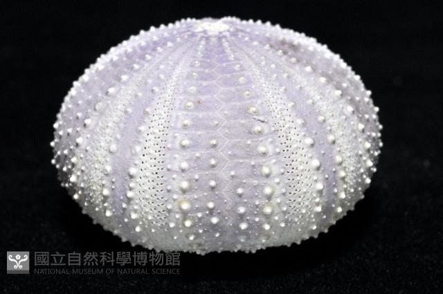 白棘三列海膽藏品圖，第4張