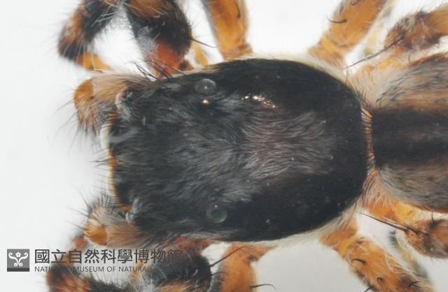 雙帶扁蠅虎藏品圖，第4張