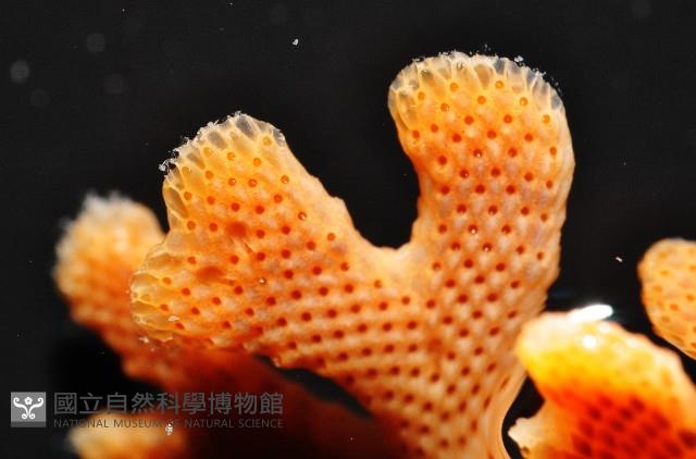 未知種五孔苔蟲藏品圖，第4張