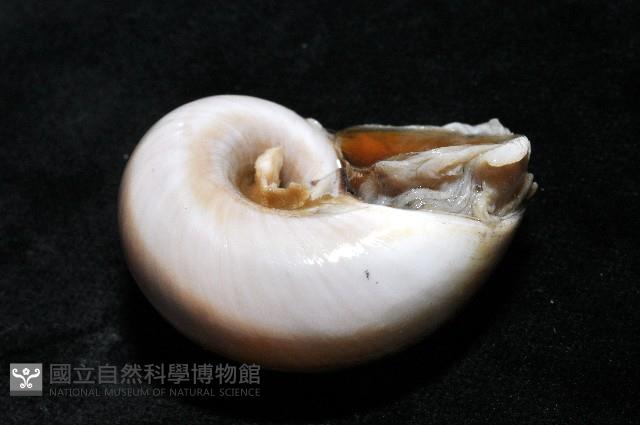 大玉螺藏品圖，第4張