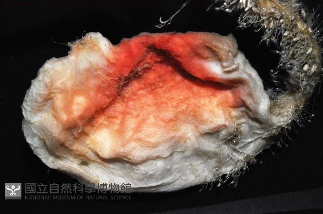 北極有柄海鞘藏品圖，第4張