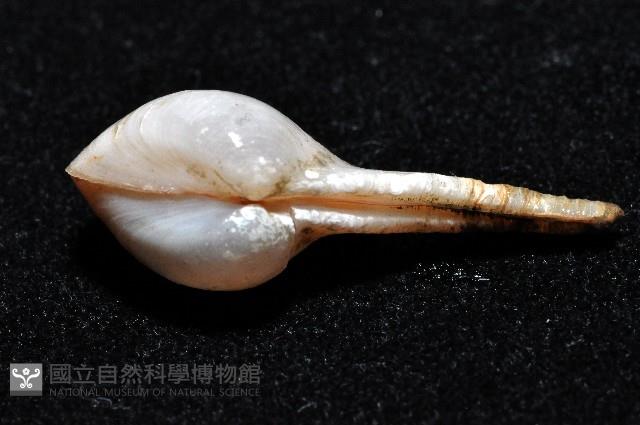 長柄杓蛤藏品圖，第4張