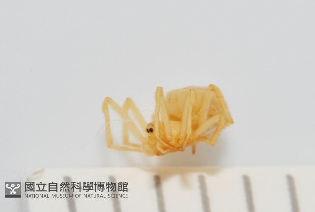 黃克羅蛛藏品圖，第4張