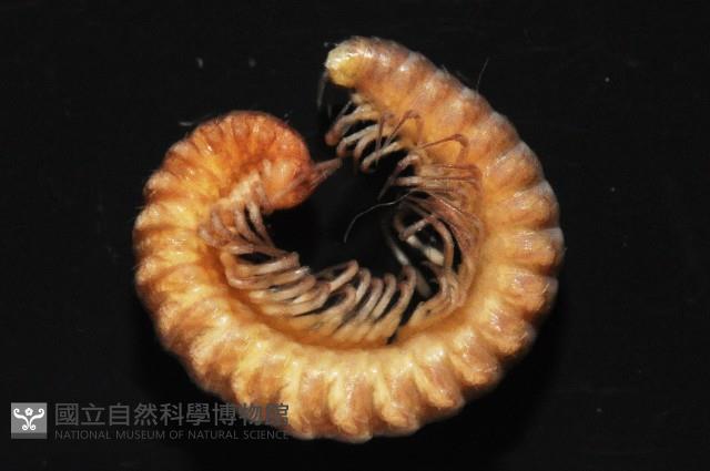 異東京泡馬陸藏品圖，第4張